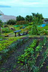 Allotment by the sea in coastal village of Beer, Devon