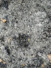 ash