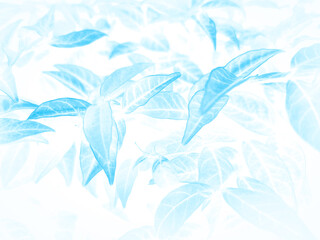 Beautiful abstract color gray and blue flowers on white background and dark  flower frame and blue leaves texture, blue background, dark blue graphics banner
