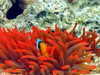 Naklejka na ściany i meble Clown fish, amphiprion Amphiprioninae). Red sea clown fish.