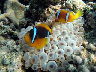 Plakat Clown fish, amphiprion Amphiprioninae). Red sea clown fish.