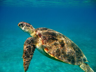 Big Green turtle on the reefs of the Red Sea.