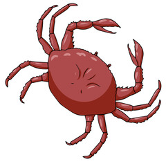 sea animals color cartoon for web and mobile design. vector illustration isolated on white background. red crab