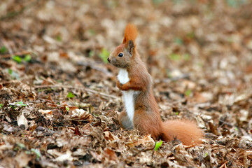The red squirrel or Eurasian red squirrel (Sciurus vulgaris) in winter, in February. Copenhagen, Denmark, Europa.