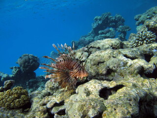 Obraz na płótnie Canvas Lion Fish in the Red Sea.