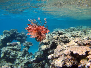 Lion Fish in the Red Sea