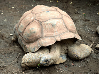 ケヅメリクガメ