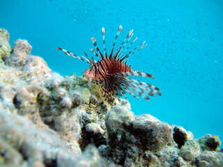 Naklejka na ściany i meble Lion Fish in the Red Sea