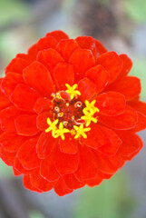 Orange flower