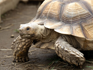 ケヅメリクガメ