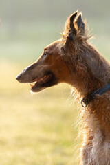 Obraz na płótnie Canvas Portrait of a Russian Greyhound dog closeup. Russian Greyhound red color.