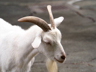 Obraz premium シバヤギ