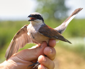 Photo of a Red-backed Shrike (Lanius collurio)