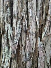 bark of a tree