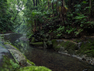 Fototapeta premium 等々力渓谷10