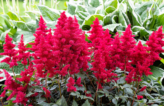 Beautiful flowering astilba bush close up