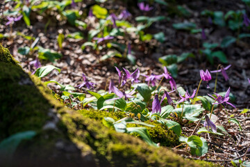 金沢市近郊　里山の春風景
