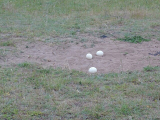 Struthio camelus massaicus