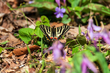 金沢市近郊　里山の春風景　ギフチョウとカタクリ