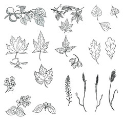 Set of floral elements. Hand drawn vector leaves and branches. Black and white illustration of apricot, jasmine and wild grapes branches, ivy, maple, ash, oak, poplar, linden, lime and lilac leaves