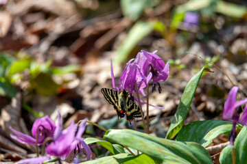 金沢市近郊　里山の春風景　ギフチョウとカタクリ