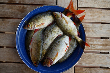 Plate with freshly caught common rudd (Scardinius erythrophthalmus) freshwater fish        