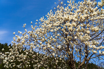 金沢市近郊　里山の春風景