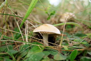 Close-up of the image of the edible fungus. Forest. Mushrooms in the autumn forest. Copy space. Background.