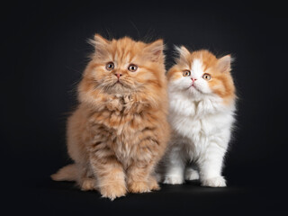 Fluffy duo of British Longhair kittens, standing beside each other. Looking side ways up. Isolated on black background.