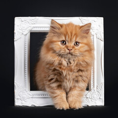 Fluffy solid red British Longhair kitten, standing through white photoframe. Looking towards camera. Isolated on black background.