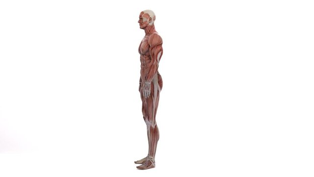 3D Render : Male model with the muscle tissues mapping on his body rotating 360 degree