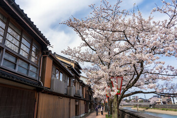 春の金沢　桜咲く主計町茶屋街