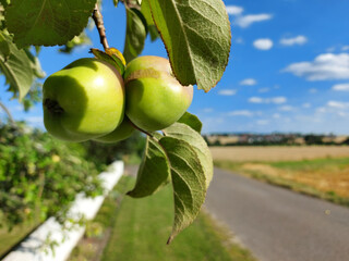 Äpfel am Baum mit Weg