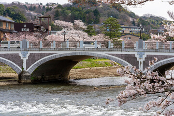 Naklejka premium 春の金沢 満開の桜と浅野川大橋