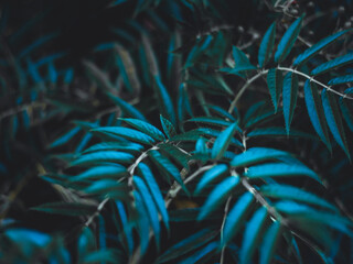 Green moody leaves
