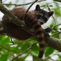 wildlife photo of a crab-eating raccoon (Procyon cancrivorus)