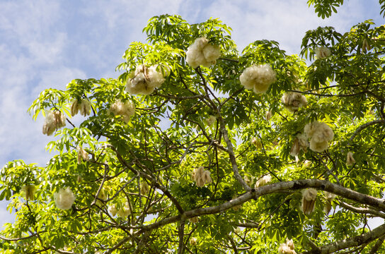 Fruits m&ucirc;rs du Kapokier (Ceiba pentandra), Nosy Be - Madagascar