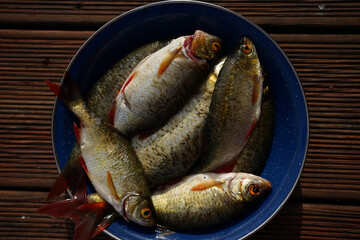 Plate with freshly caught common rudd (Scardinius erythrophthalmus) freshwater fish        