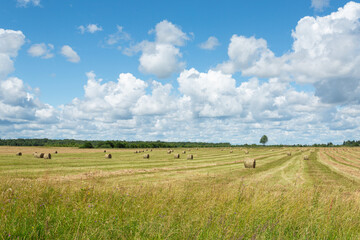 Picturesque landscape with green field and haystacks on the mid-summer sunny day with clouds in a blue sky. Horizontal image.
