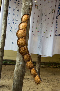 Gousse d'Entada rheedii, Nosy Komba - Madagascar