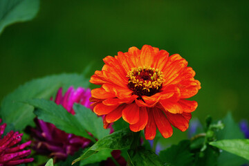 Zinnia elegans orange flower in Alsace wine region, France