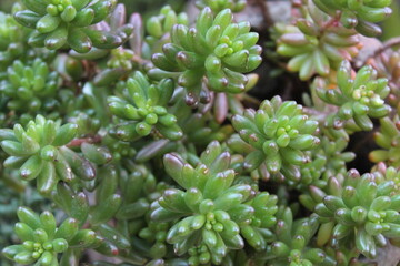 close up of a green plant