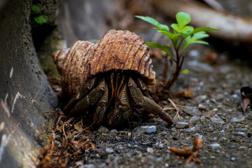 Okinawan Hermit Crab Outside its Home.