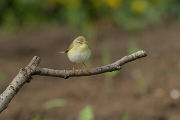 robin on a branch