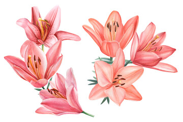 Set with lily flowers drawn on an isolated white background, watercolor clipart, hand drawing