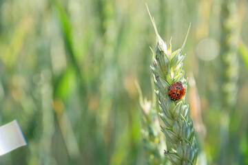 photo background ladybug on a spikelet of wheat