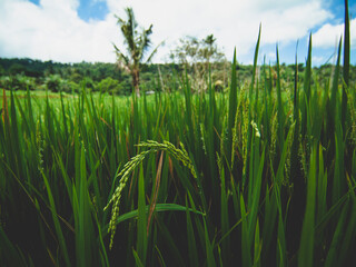 green rice field in Indonesia