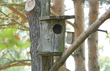 bird house on a tree
