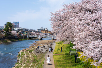 春の金沢　桜咲く浅野川