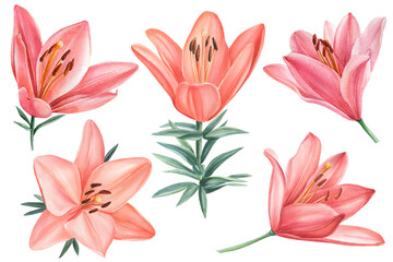 Set with flowers of lilies, floral elements drawn on an isolated white background, watercolor clipart